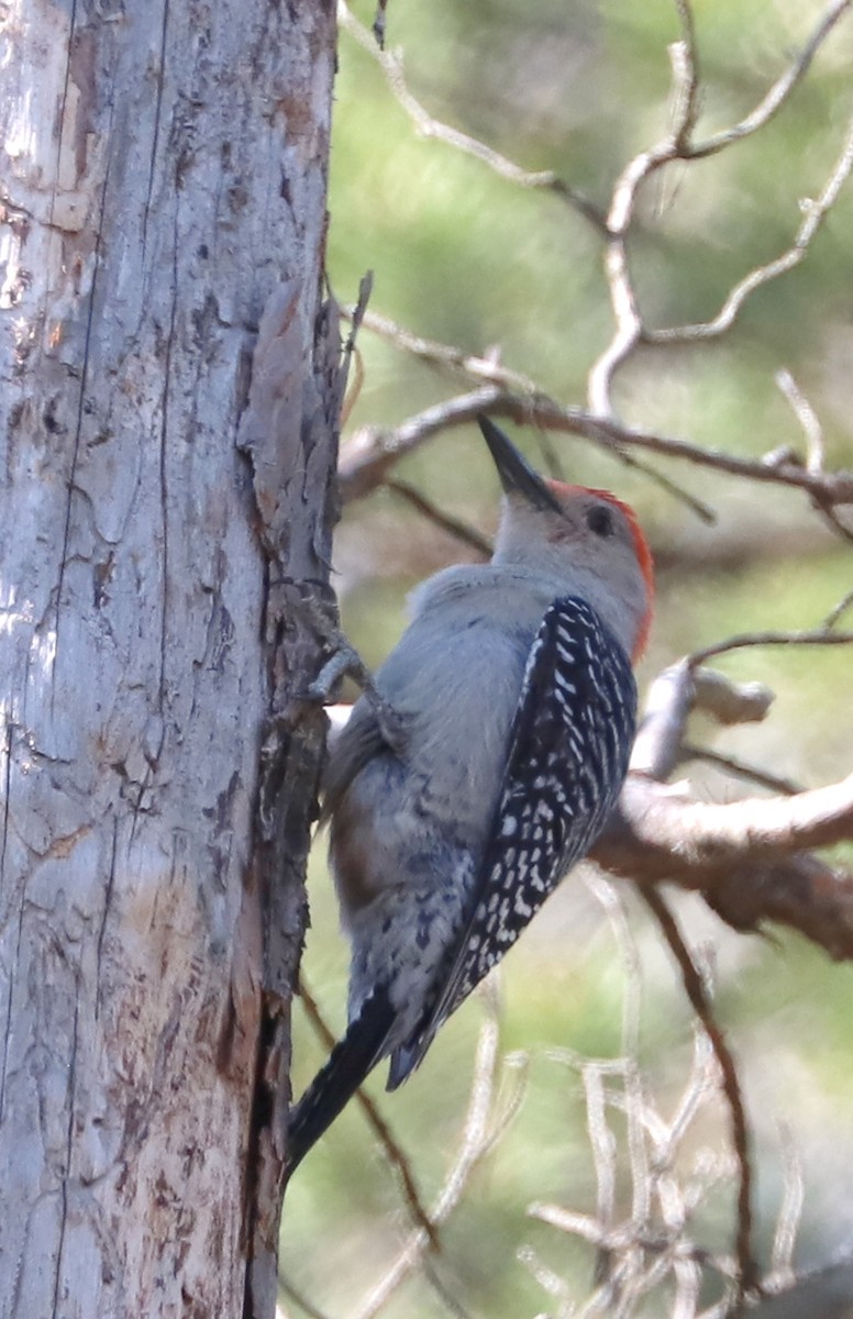 Red-bellied Woodpecker - ML634584863