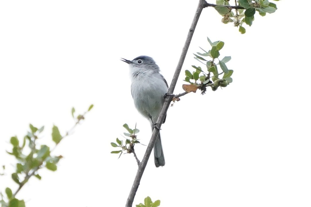 Blue-gray Gnatcatcher - ML634584973