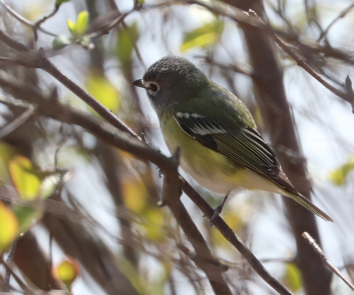 Blue-headed Vireo - ML634584982