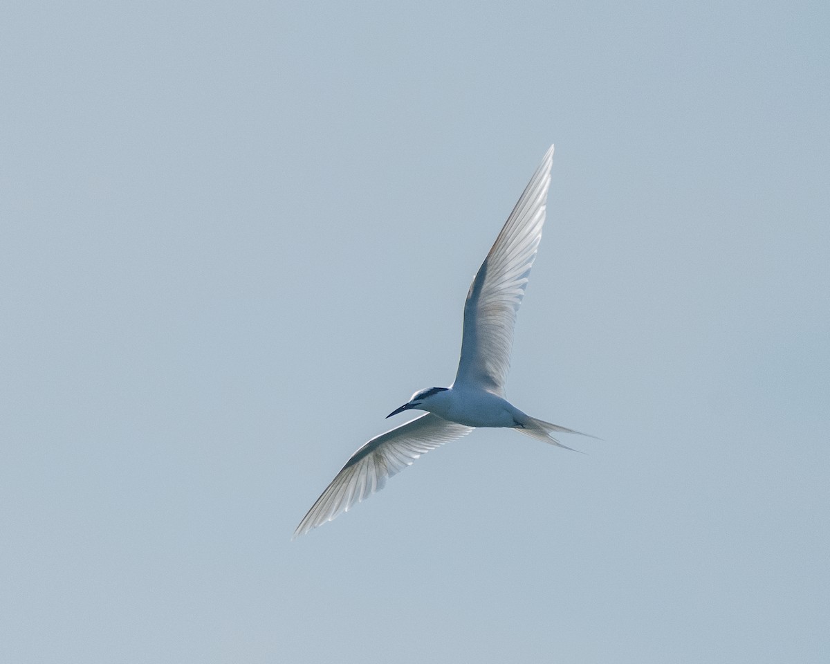 Black-naped Tern - ML634585012