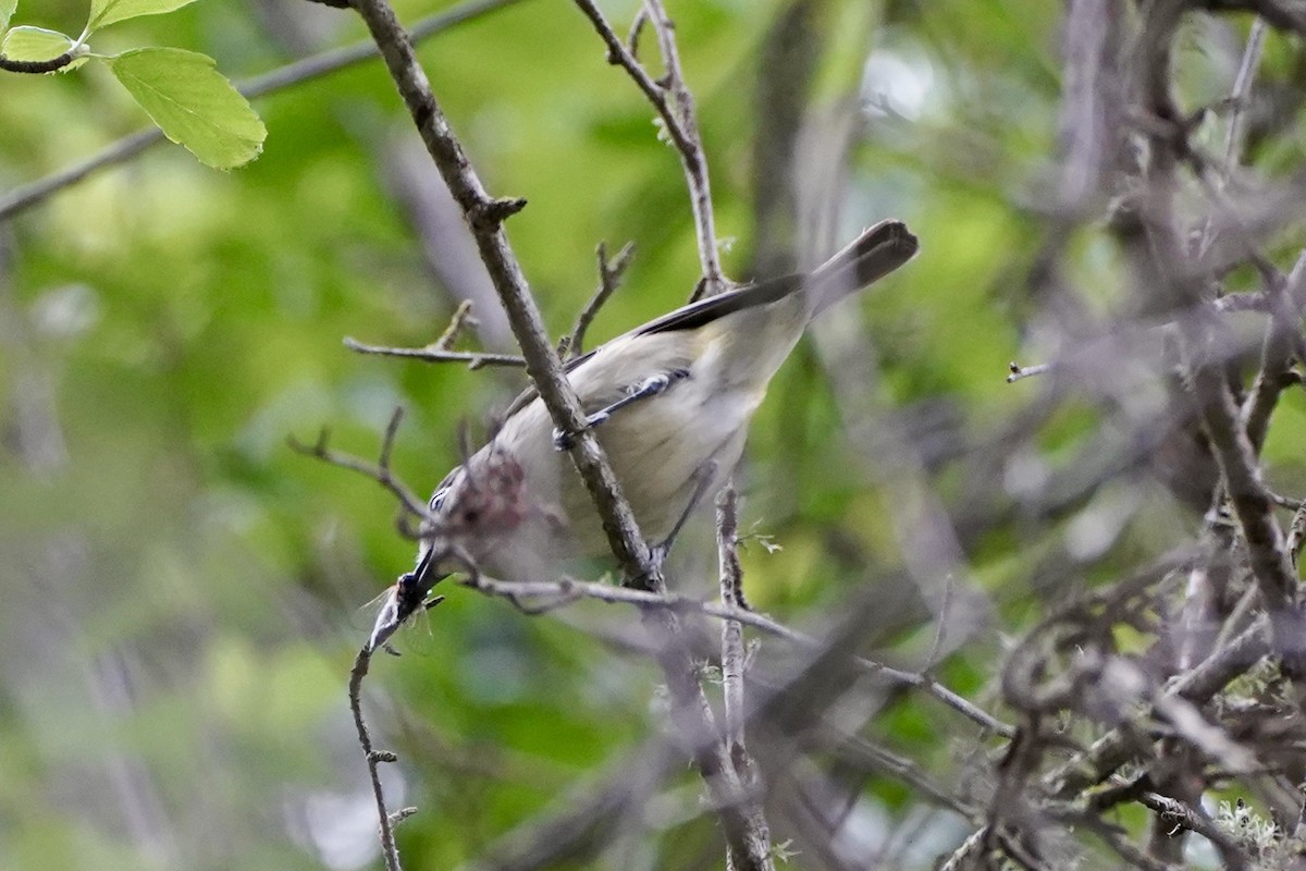 Cassin's Vireo - ML634585051