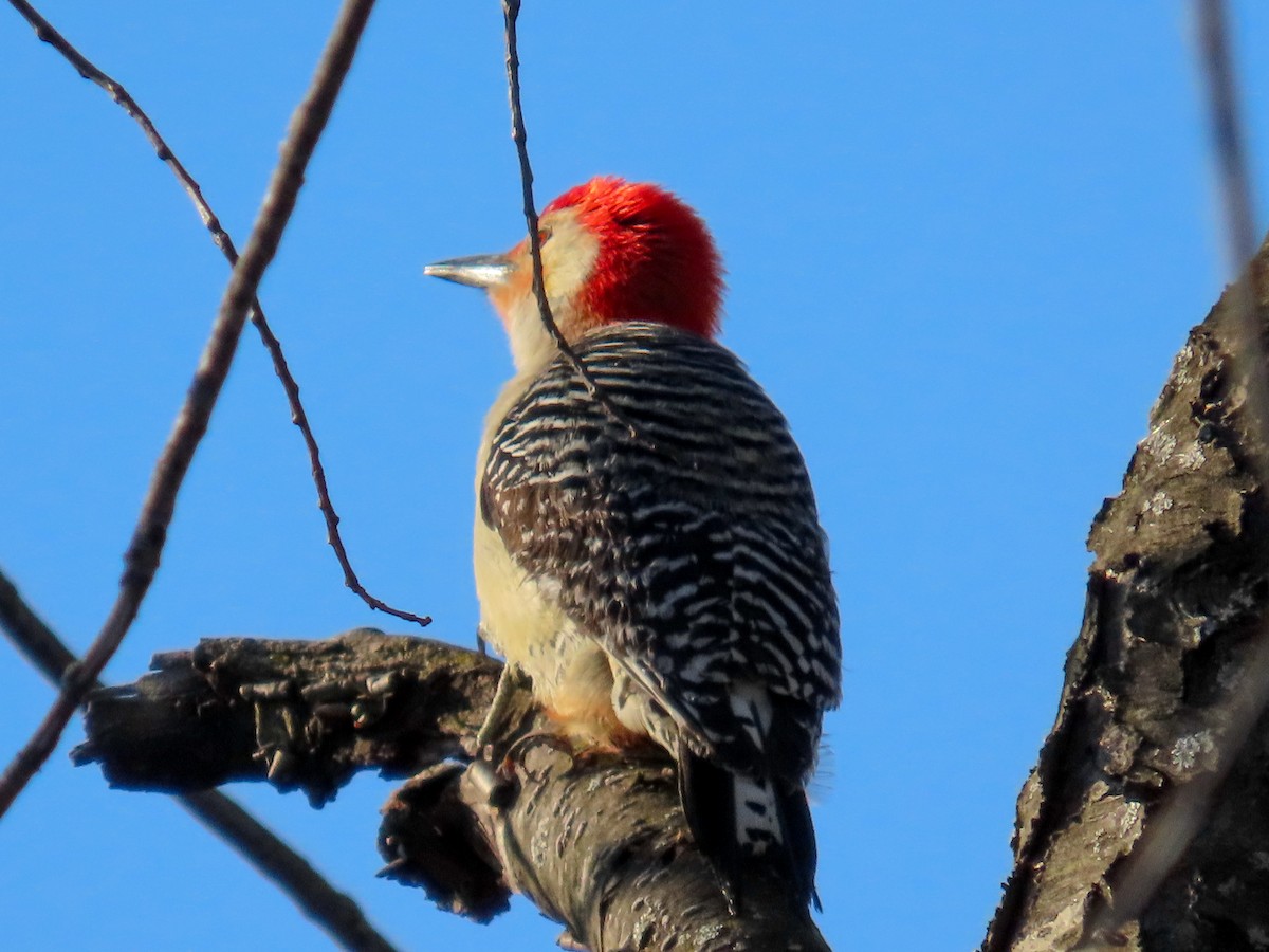 Red-bellied Woodpecker - ML634585059