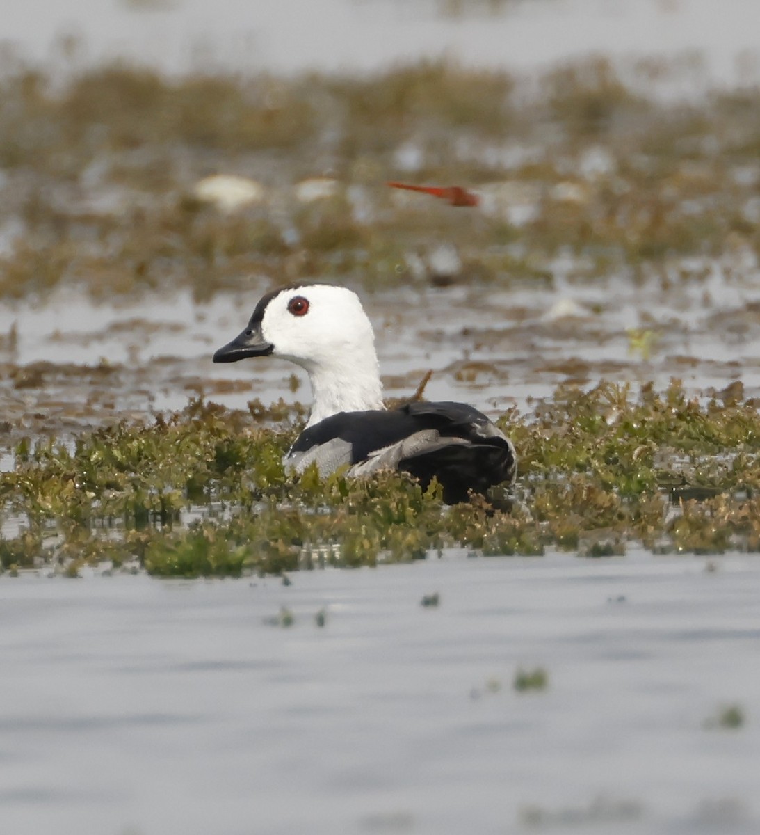 棉鴨 - ML634585101