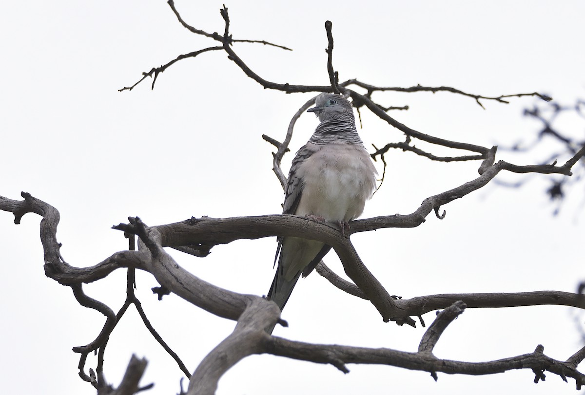 Peaceful Dove - ML634585113