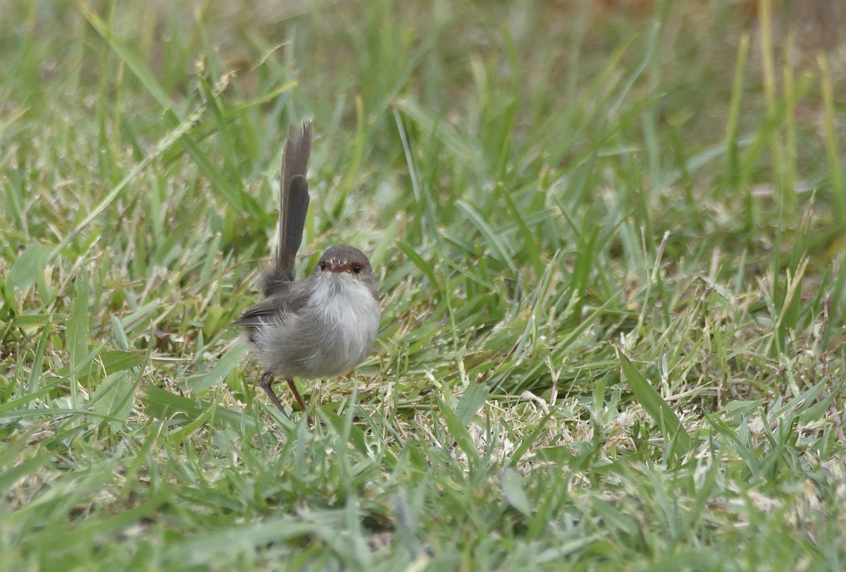 Superb Fairywren - ML634585118