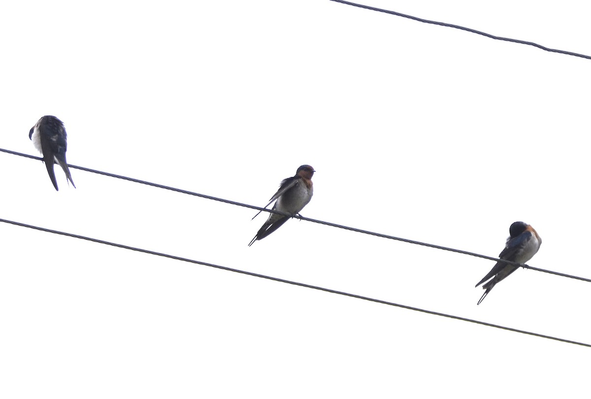 Welcome Swallow - ML634585126