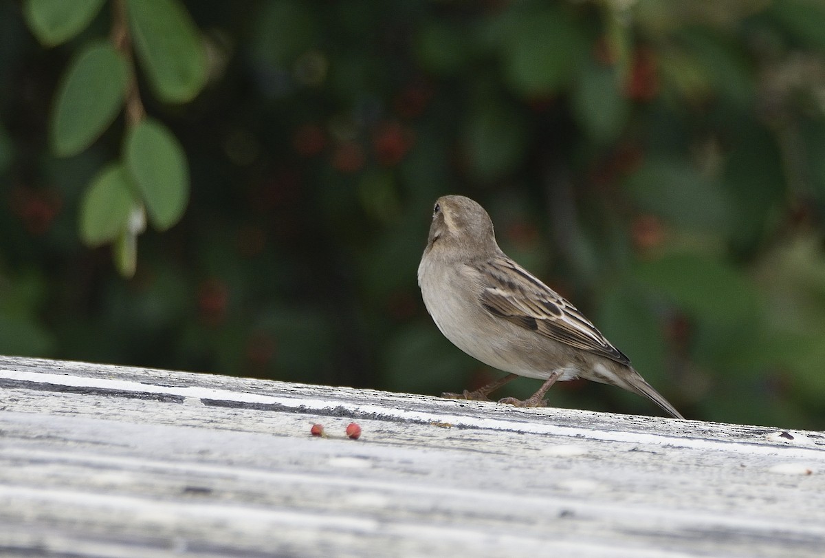House Sparrow - ML634585131