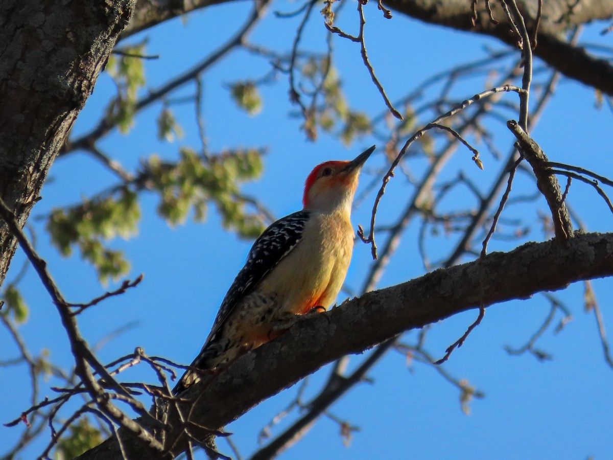 Red-bellied Woodpecker - ML634585136