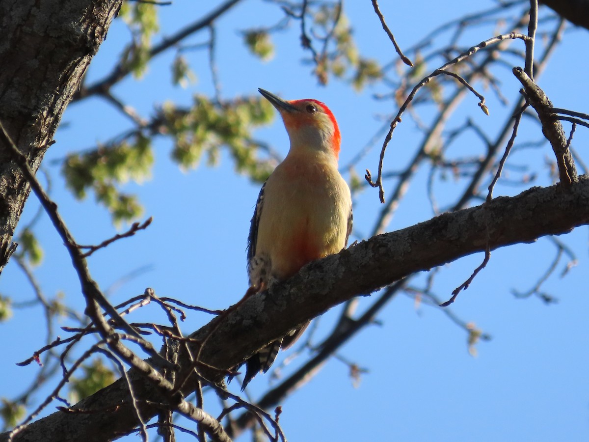 Red-bellied Woodpecker - ML634585137
