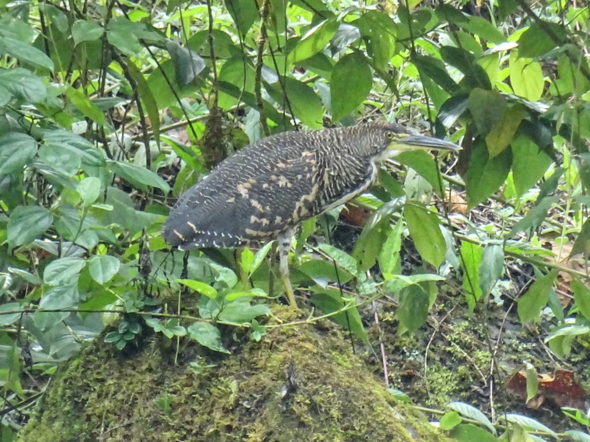 Fasciated Tiger-Heron - ML634585145