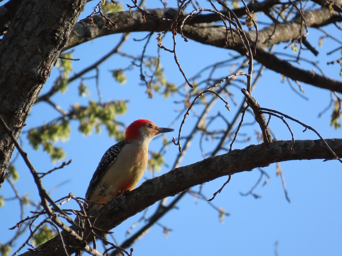 Red-bellied Woodpecker - ML634585187
