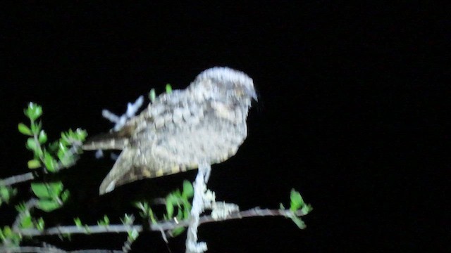 Common Poorwill - ML634585366