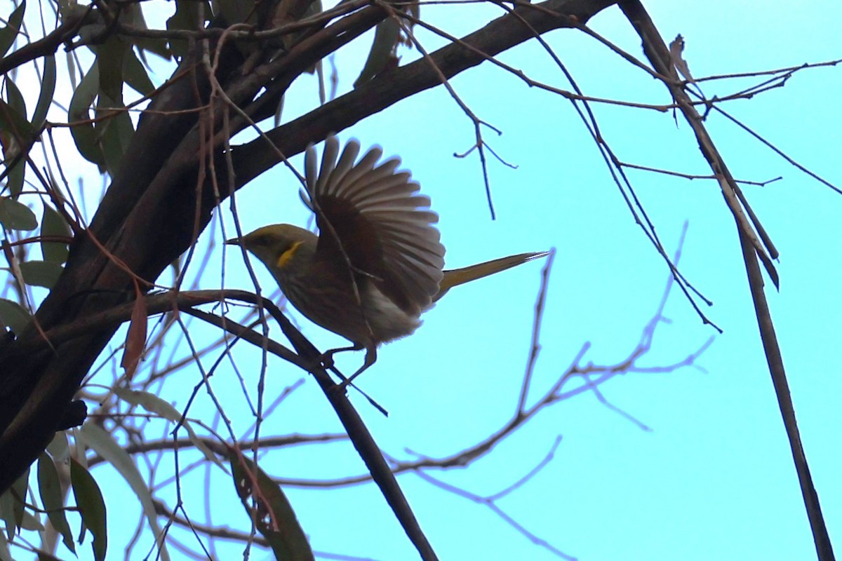 Yellow-plumed Honeyeater - ML634585401