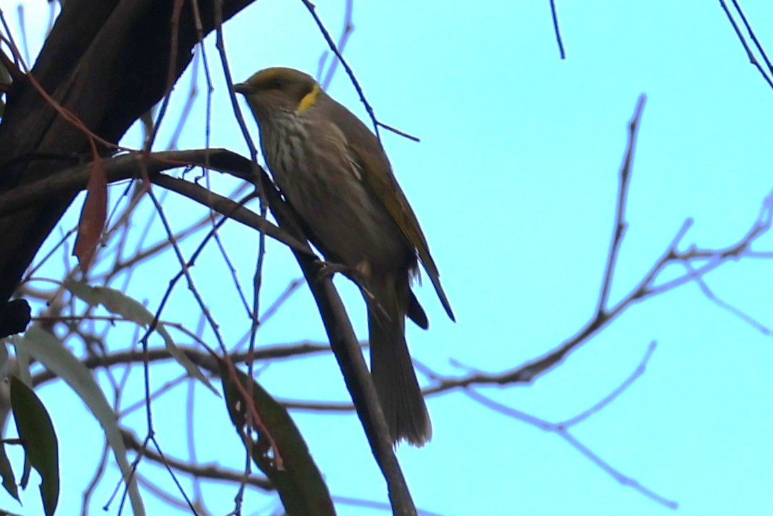 Yellow-plumed Honeyeater - ML634585402