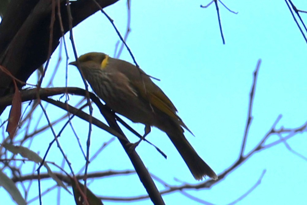 Yellow-plumed Honeyeater - ML634585404