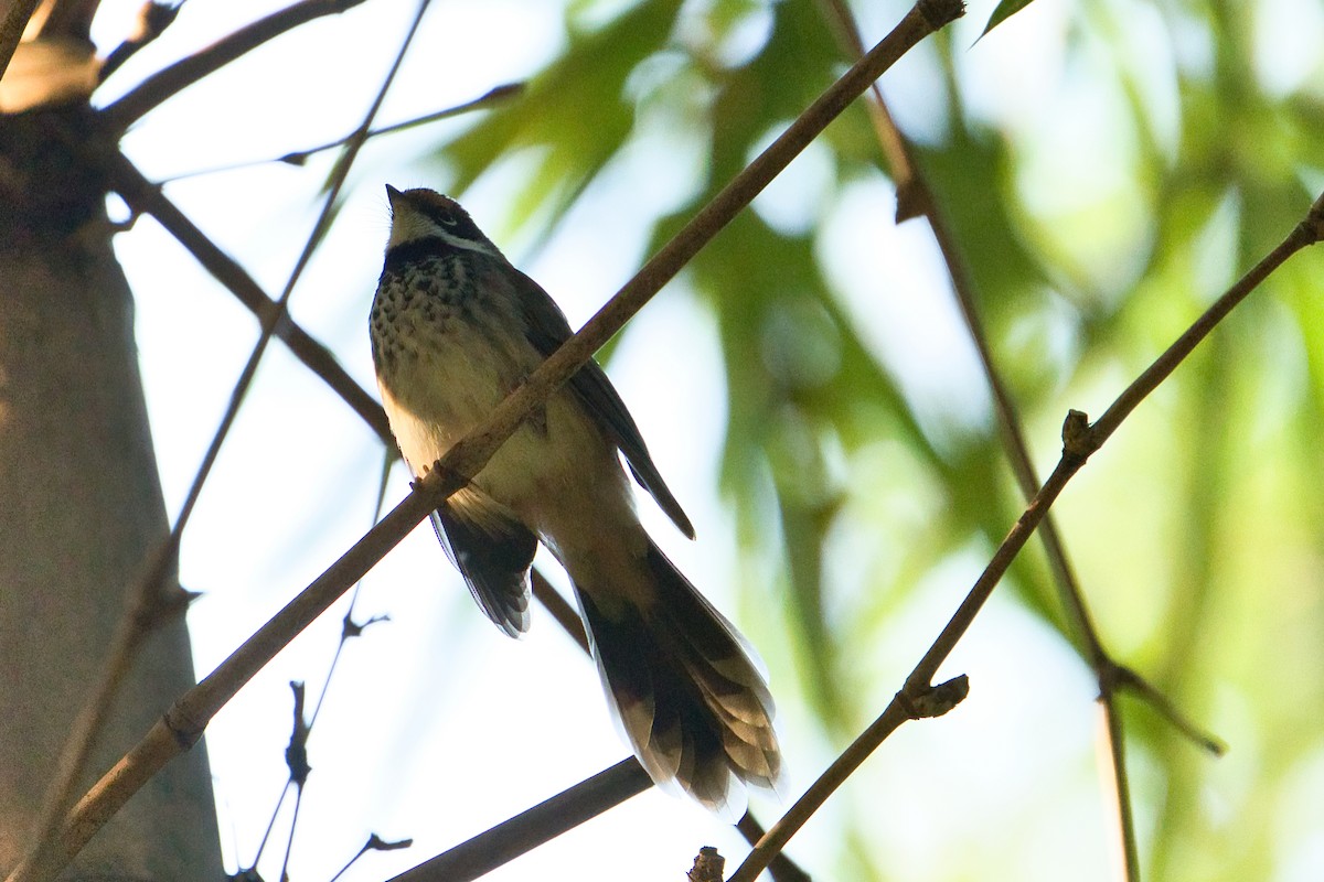 Australian Rufous Fantail - ML634585431