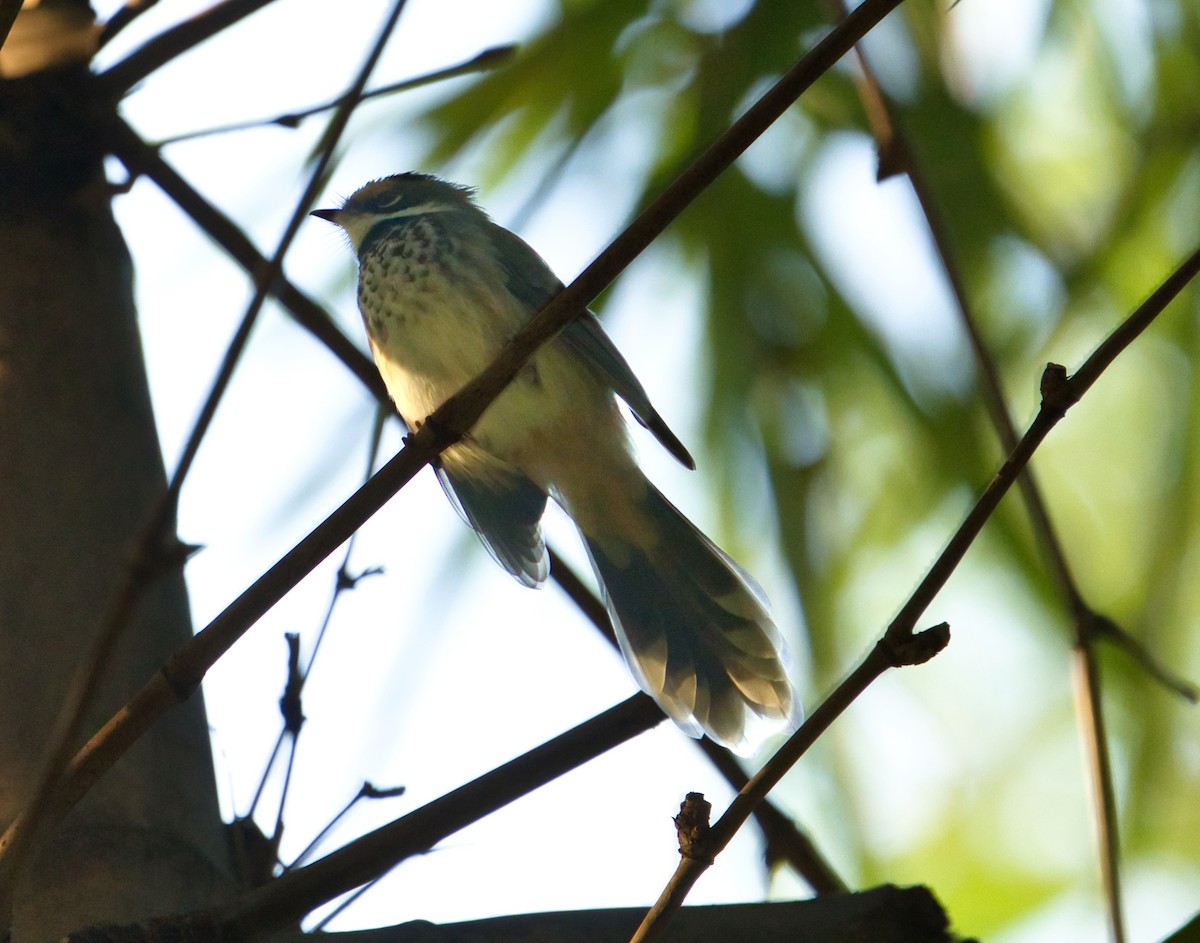 Australian Rufous Fantail - ML634585432