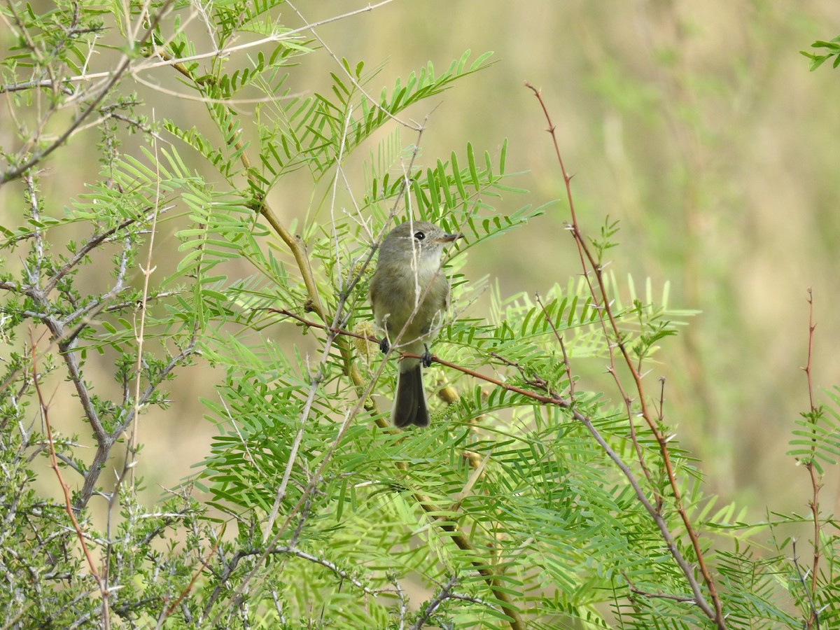Dusky Flycatcher - ML634585553
