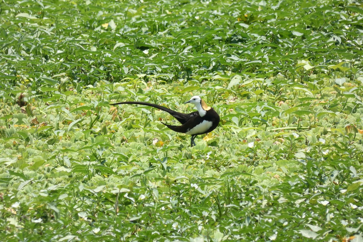 Pheasant-tailed Jacana - ML634585580
