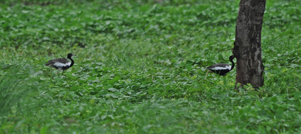 drop indický - ML634585613