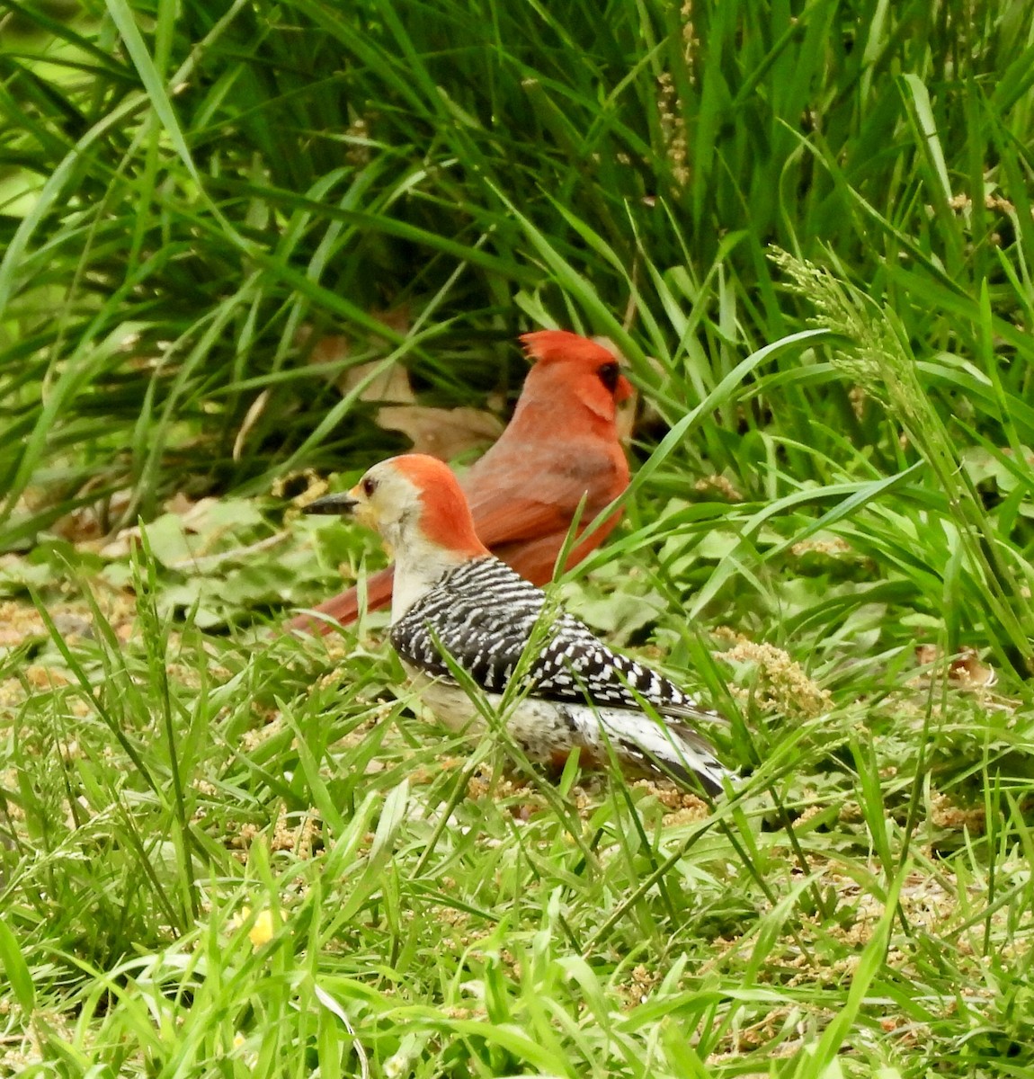 Red-bellied Woodpecker - ML634585639