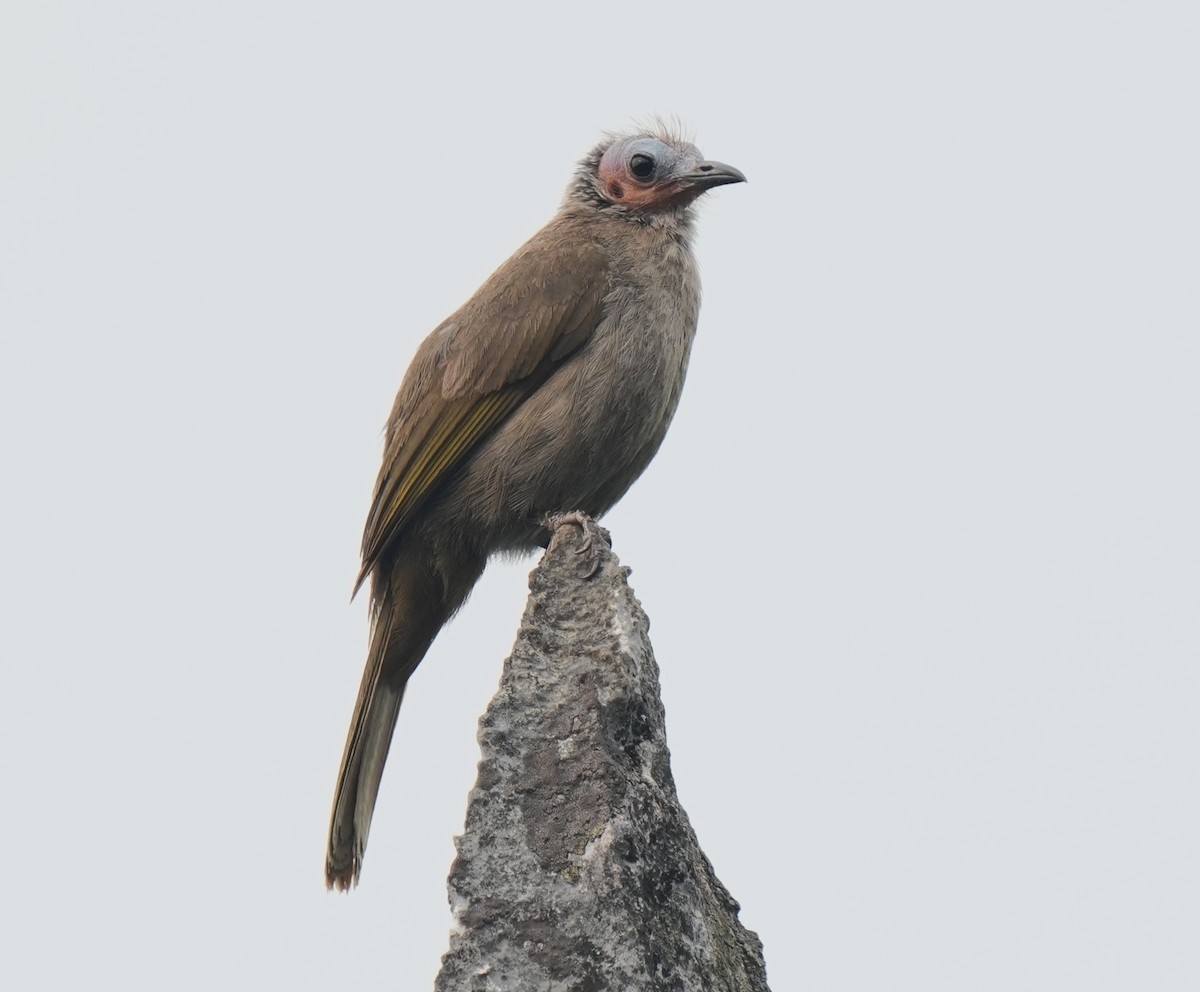 Bare-faced Bulbul - ML634585678