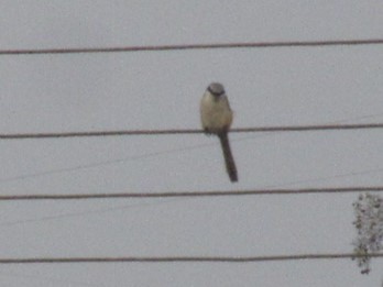 Bay-backed Shrike - ML634585855