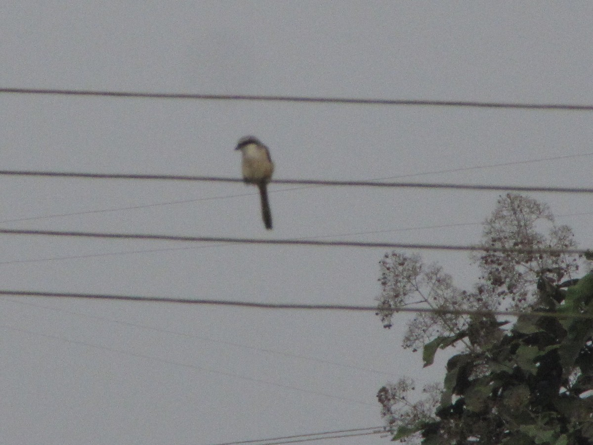 Bay-backed Shrike - ML634585858