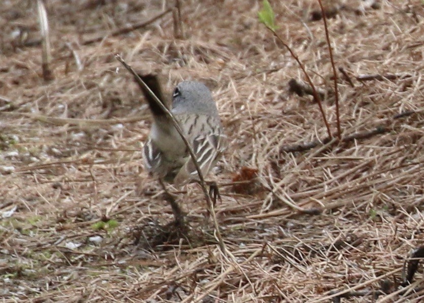 Sagebrush Sparrow - ML634586031