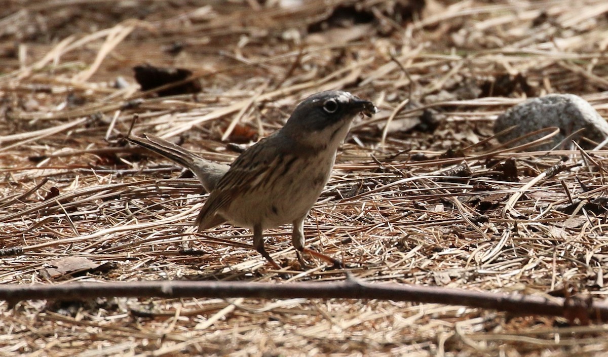 Sagebrush Sparrow - ML634586032