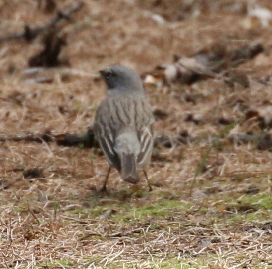 Sagebrush Sparrow - ML634586033