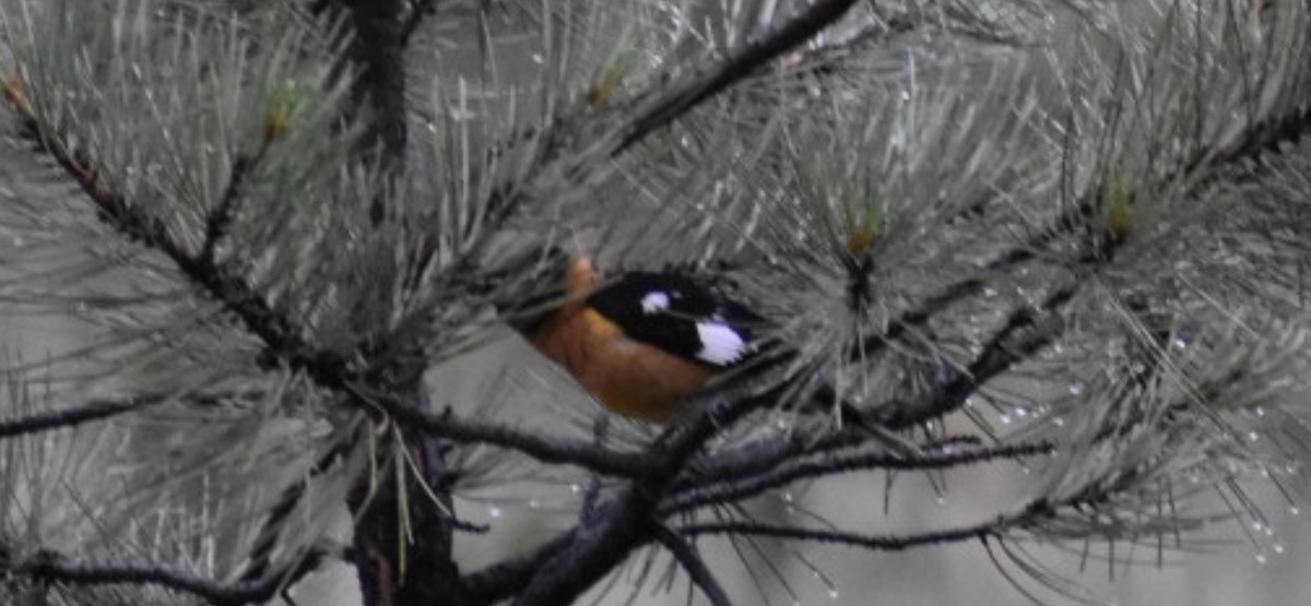 Black-headed Grosbeak - ML634586085