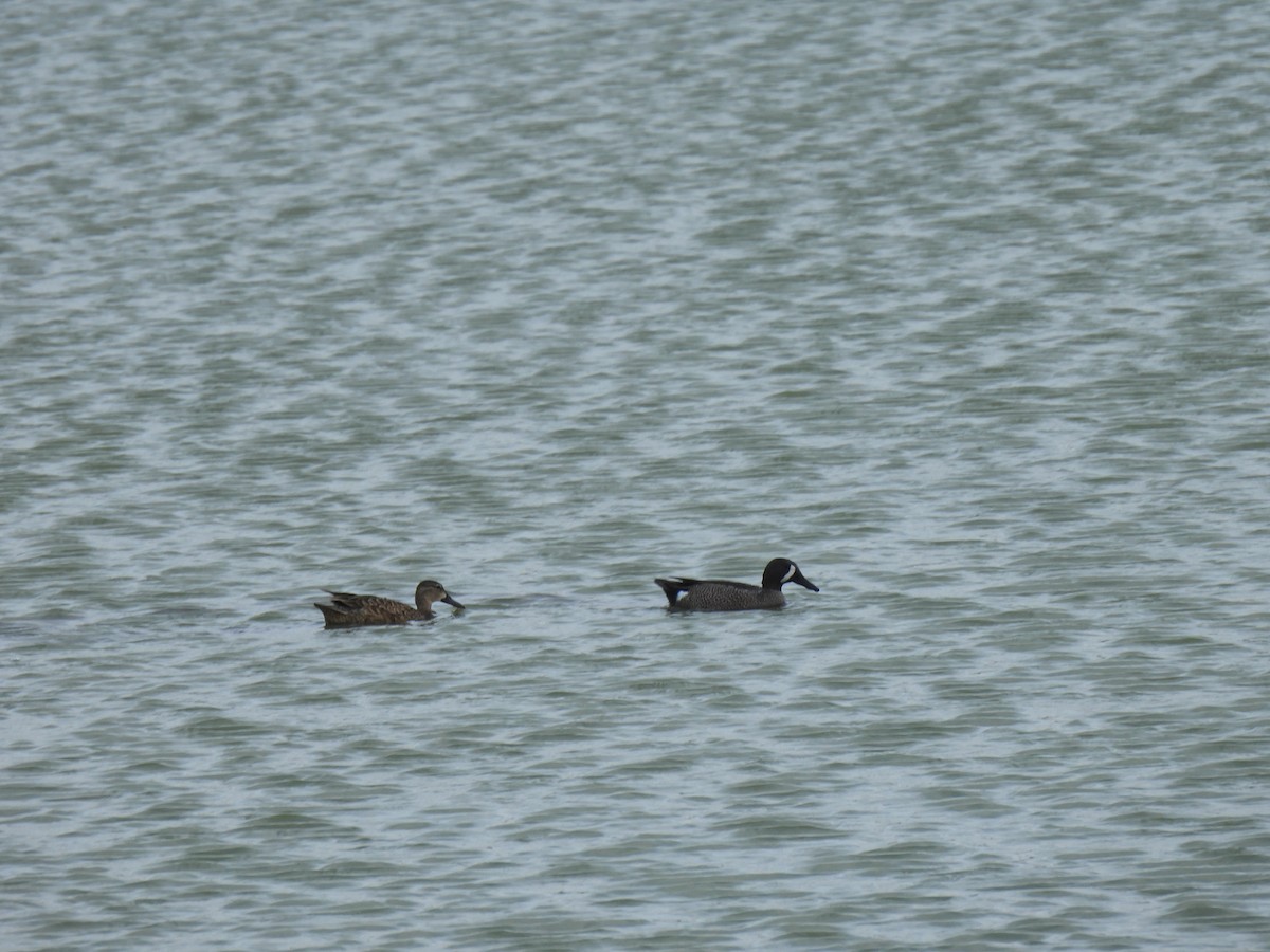 Blue-winged Teal - ML634586150