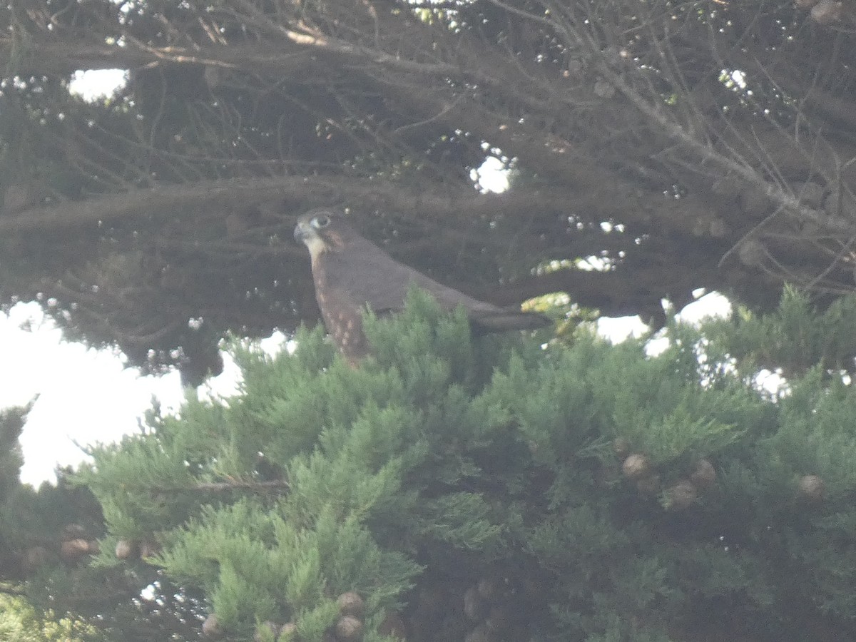 New Zealand Falcon - ML634586293