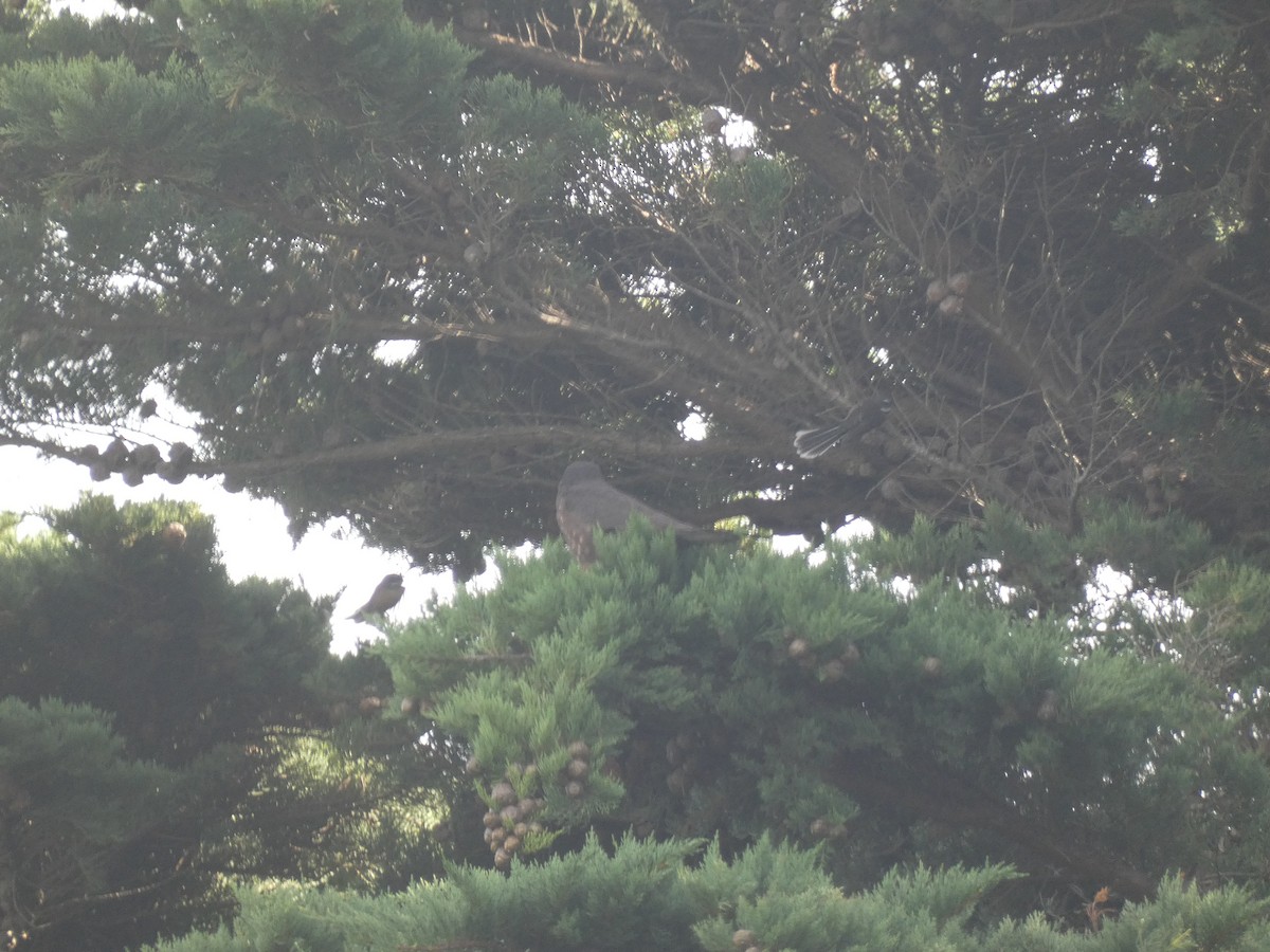 New Zealand Falcon - ML634586309