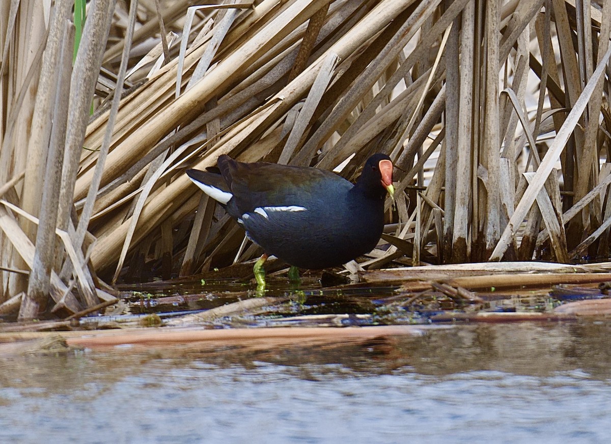 Common Gallinule - ML634586347