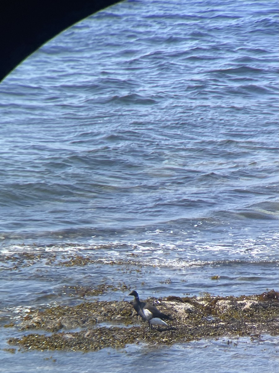 Brant - ML634586388