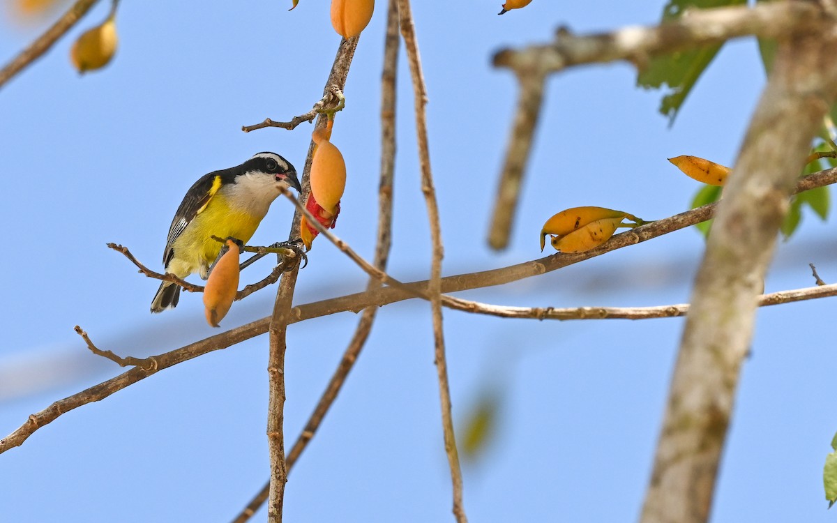Bananaquit (Cozumel I.) - ML634586421