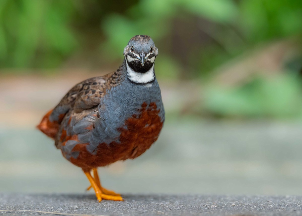 小鵪鶉 - ML634586636