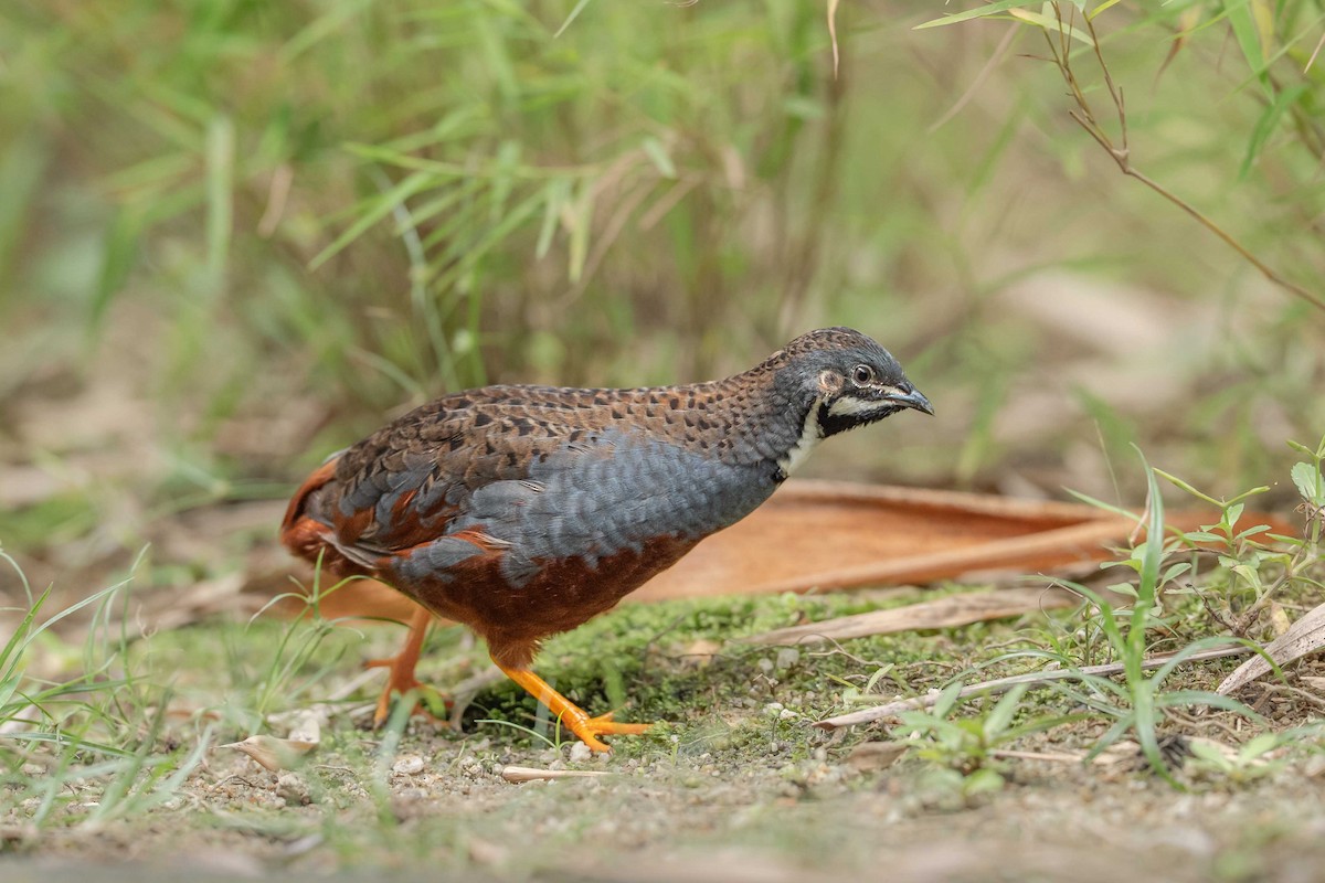 小鵪鶉 - ML634586637