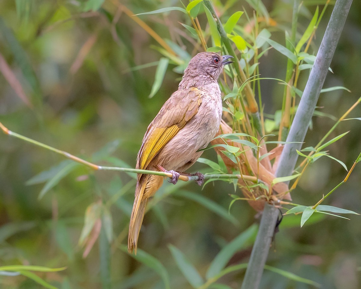 Olive-winged Bulbul - ML634586640