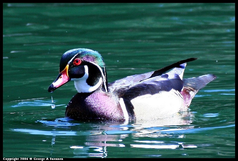 Wood Duck - ML634586686