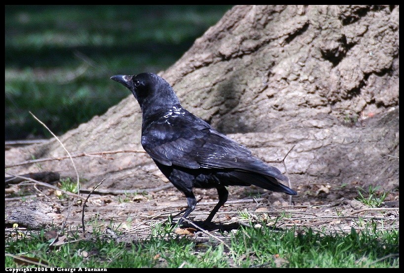 American Crow - ML634586694
