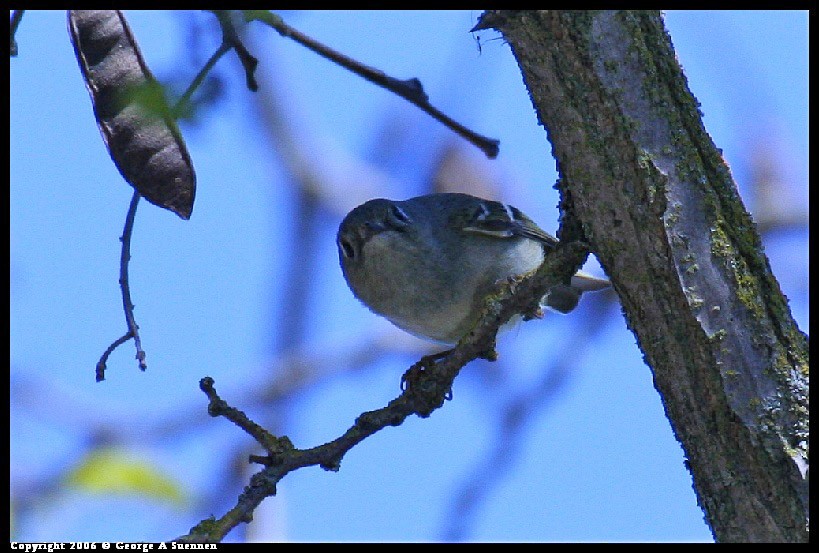 Ruby-crowned Kinglet - ML634586700