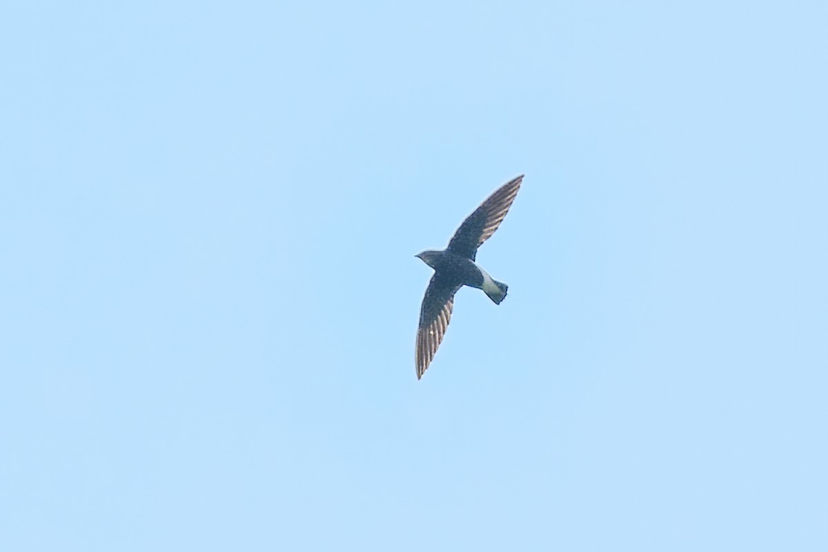 Silver-backed Needletail - ML634586743