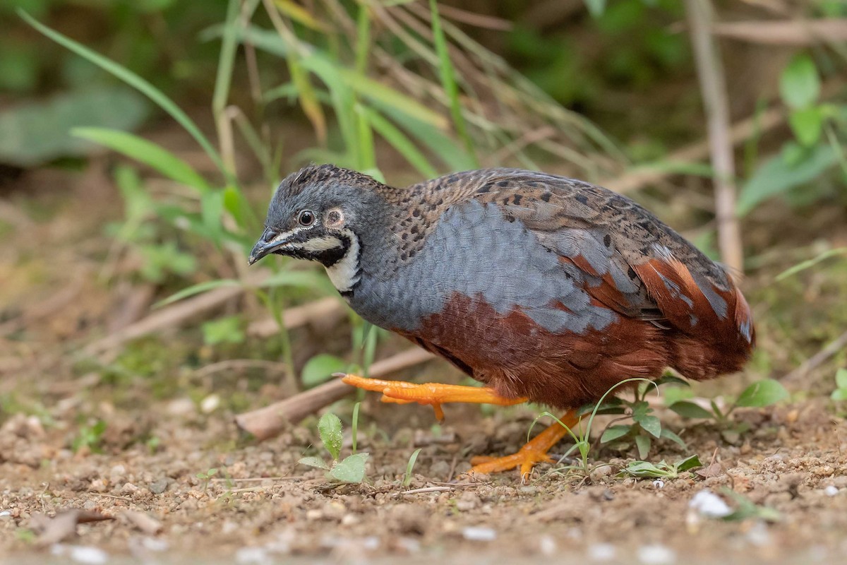 小鵪鶉 - ML634586752