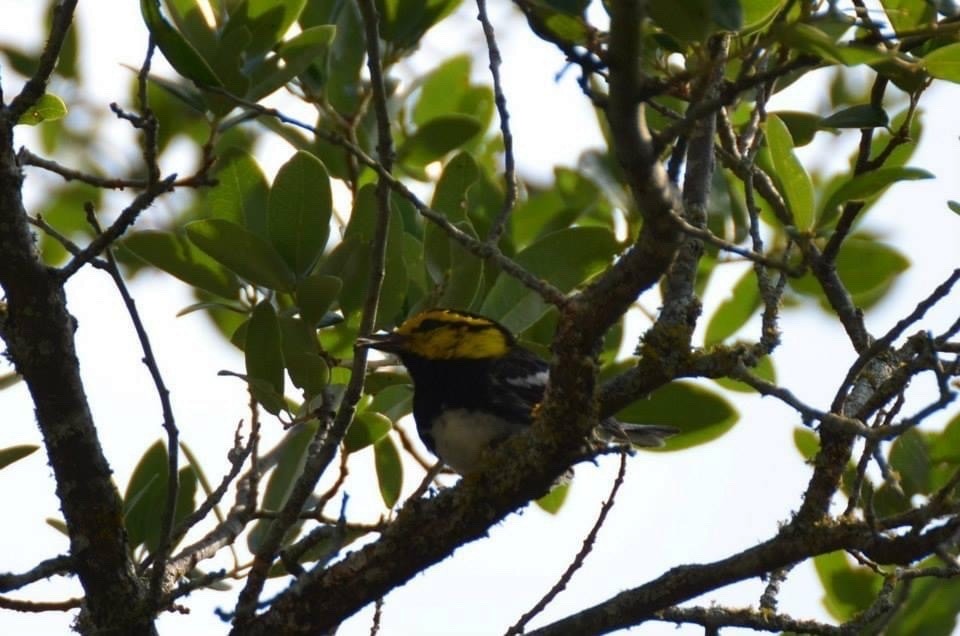 Golden-cheeked Warbler - ML634586980