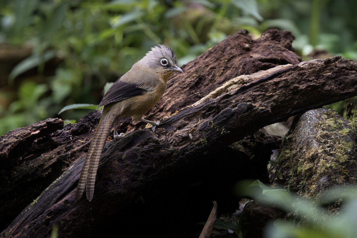 Black-crowned Barwing - ML634587165