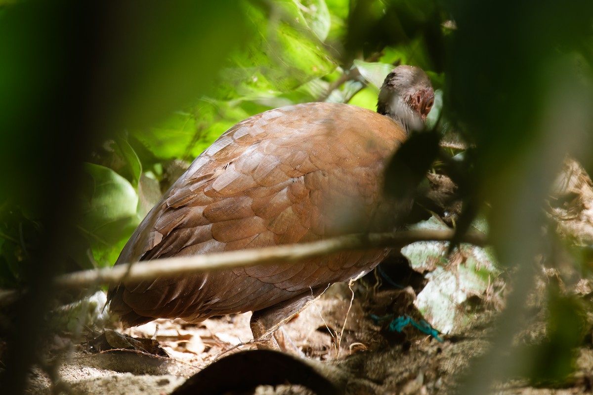 Philippinen-Großfußhuhn - ML634587265