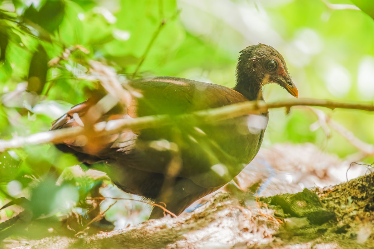Philippinen-Großfußhuhn - ML634587266